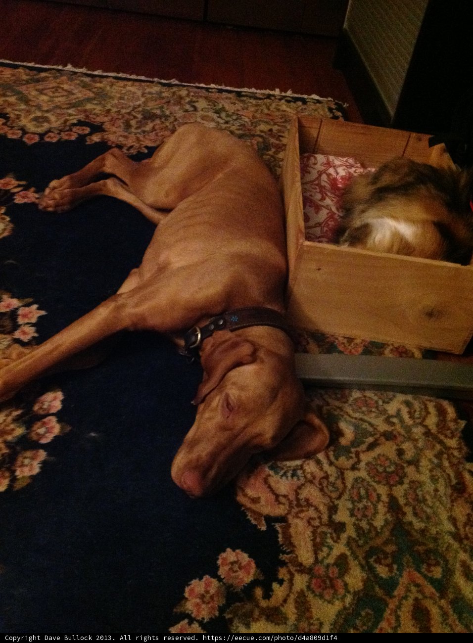 A Cozy Afternoon Nap