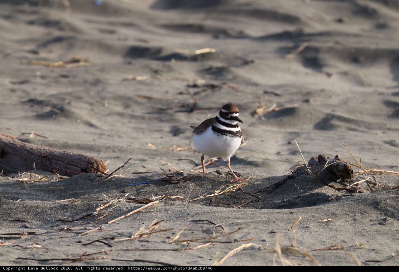 Killdeer Shorebird on Sandy Beach at Dusk