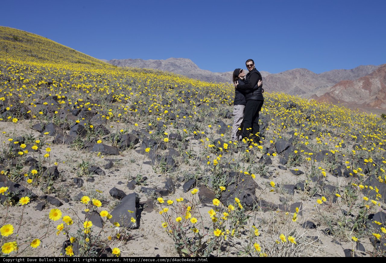 Field of Sunshine