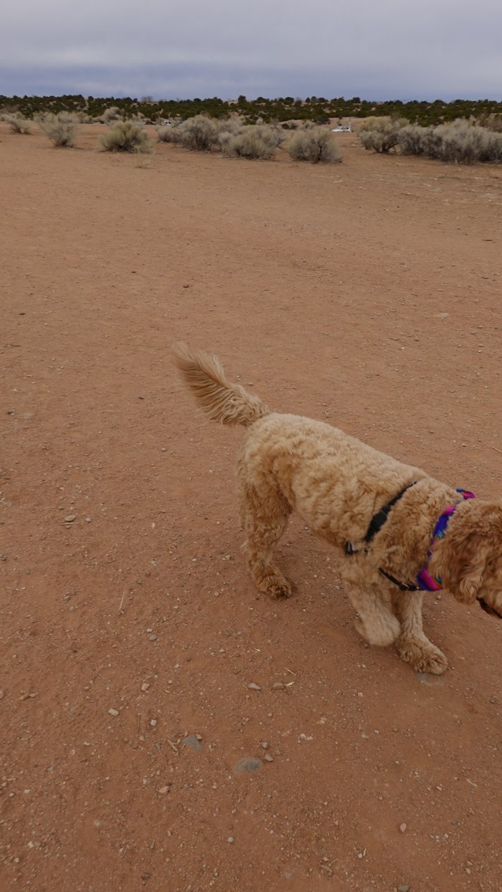 On the Paws of Adventure