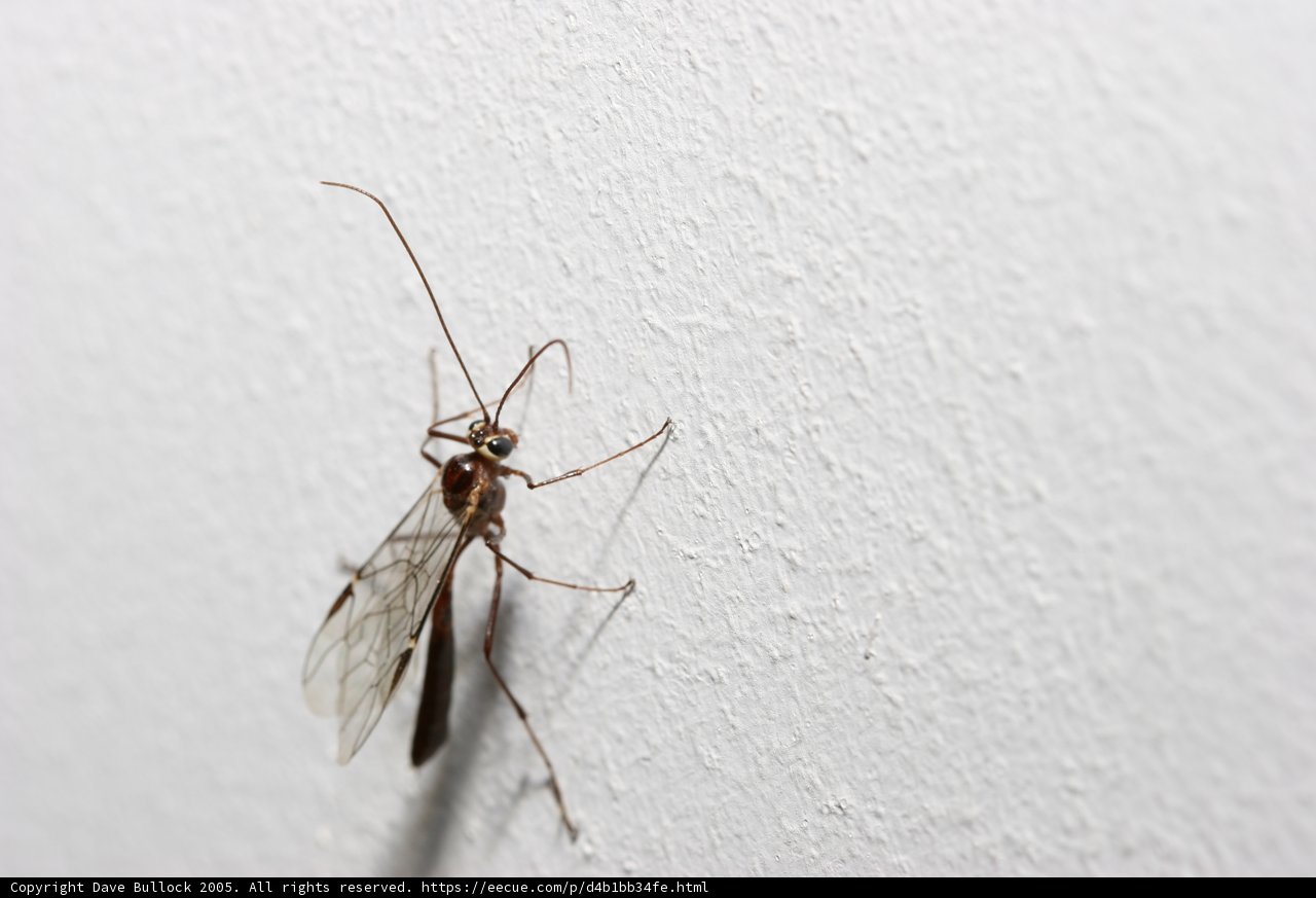 The Misconstrued Mosquito