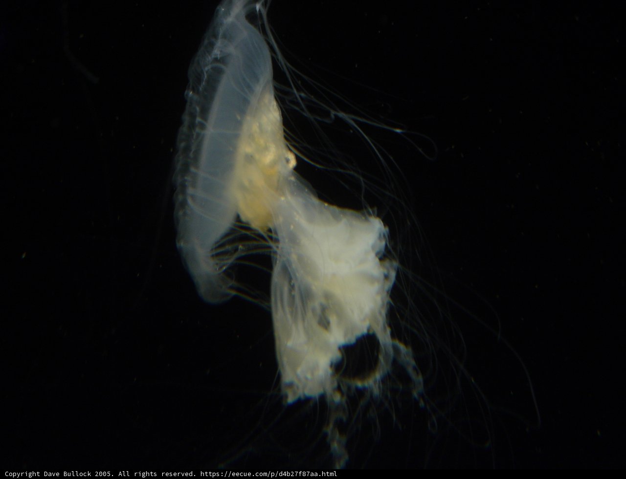 Jellyfish in the Dark