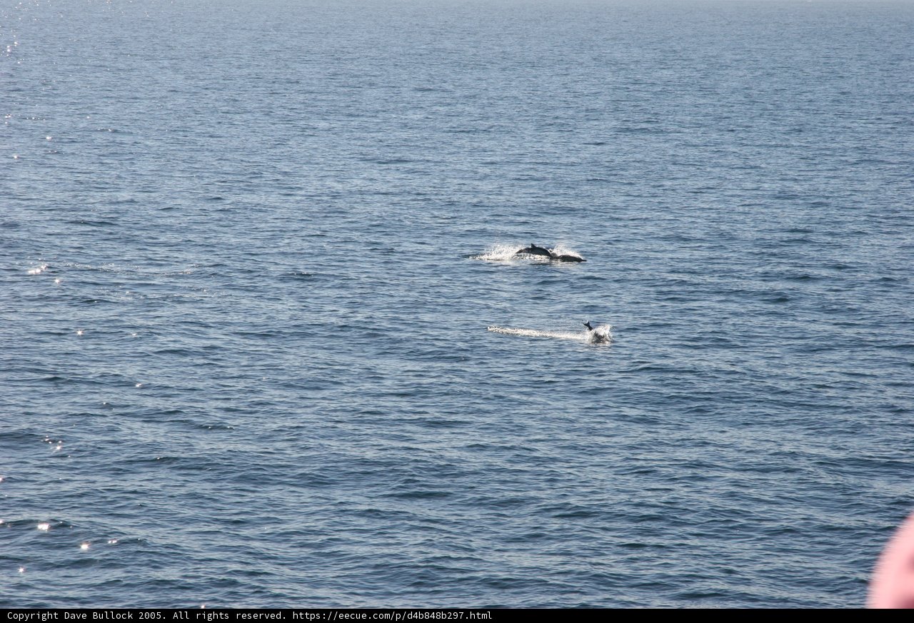 Majestic Whales in the Ocean