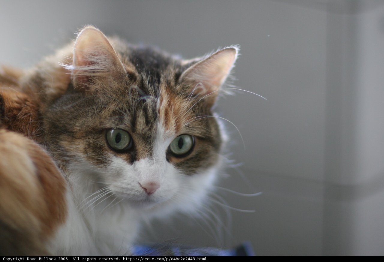 Green-Eyed Feline on a Table