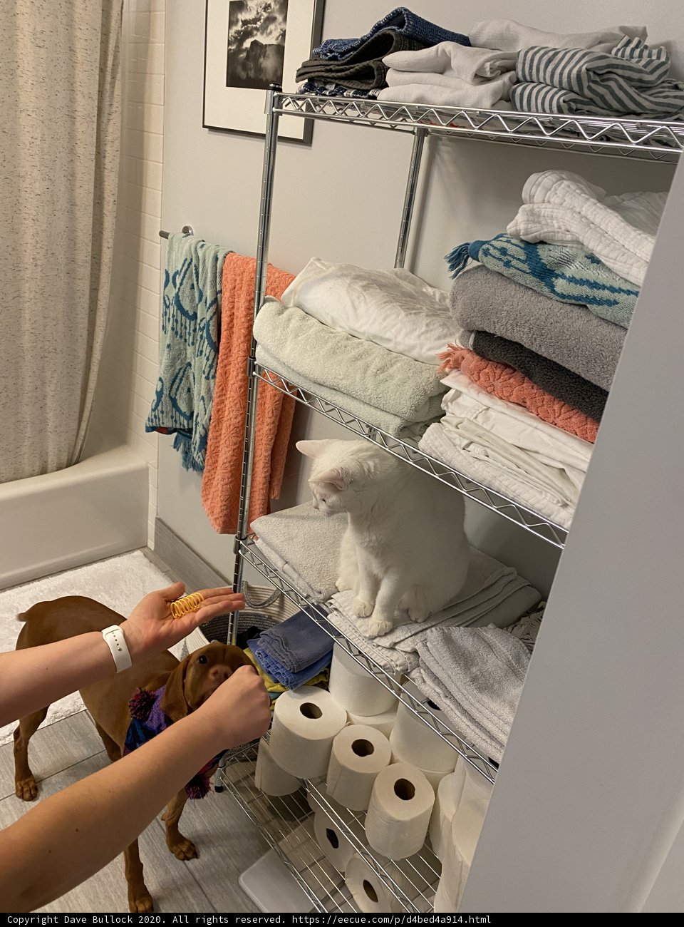 Organized Pet Bathroom Supplies