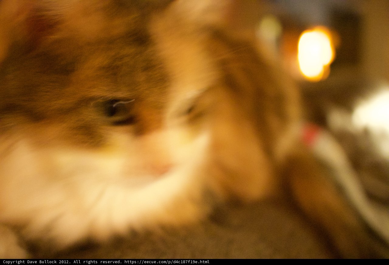 Feline Fuzziness