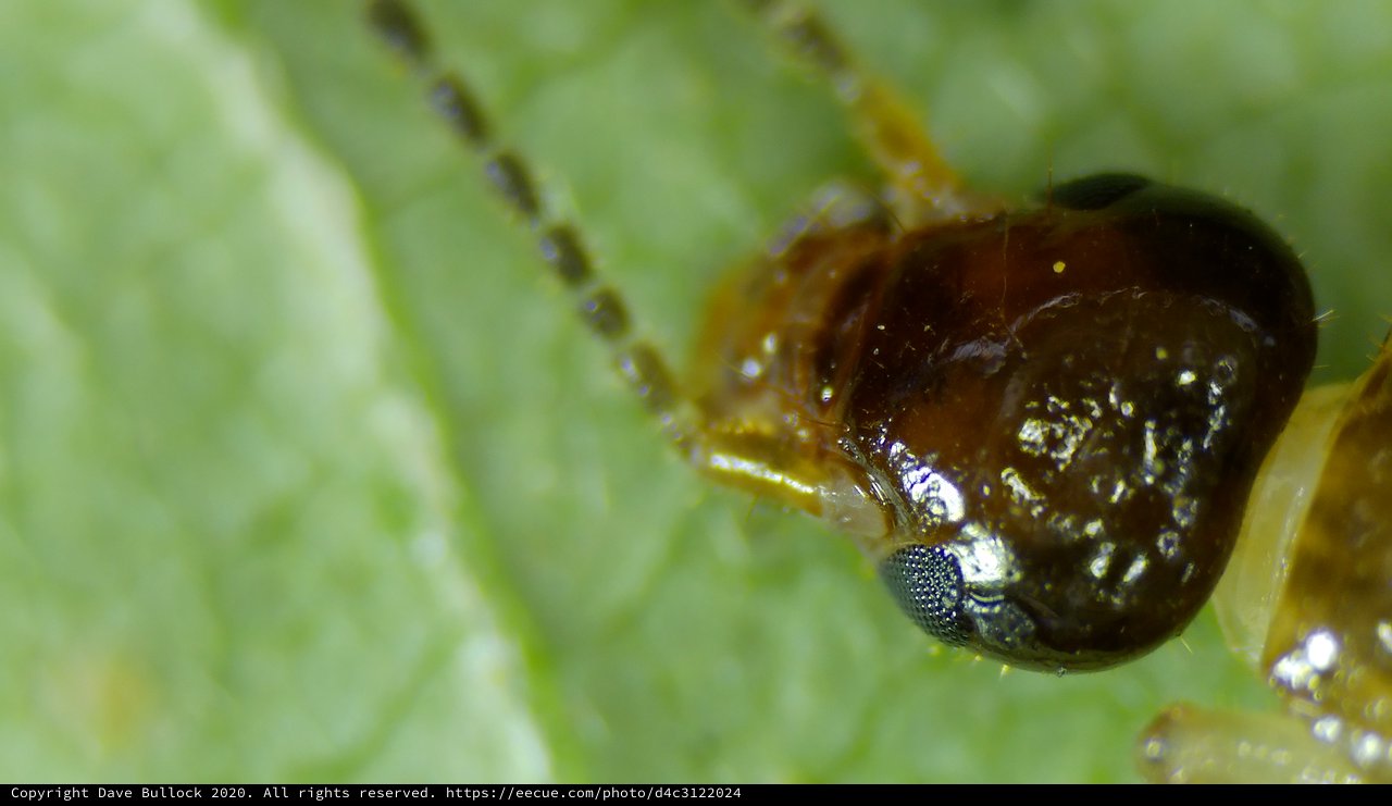 Extreme Close-Up of a Tiny Insect's Dark Head