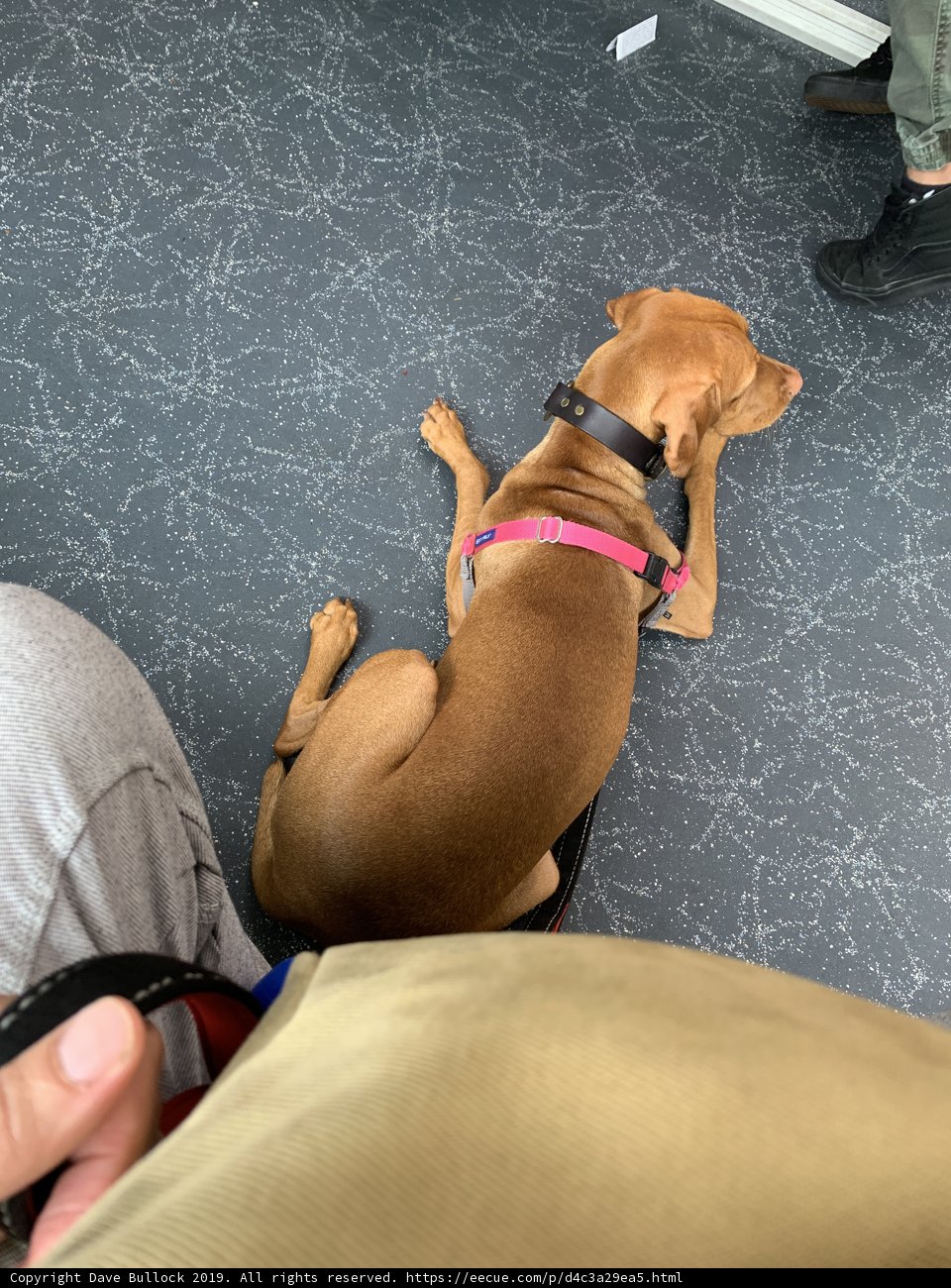 Resting Pup on a Leash