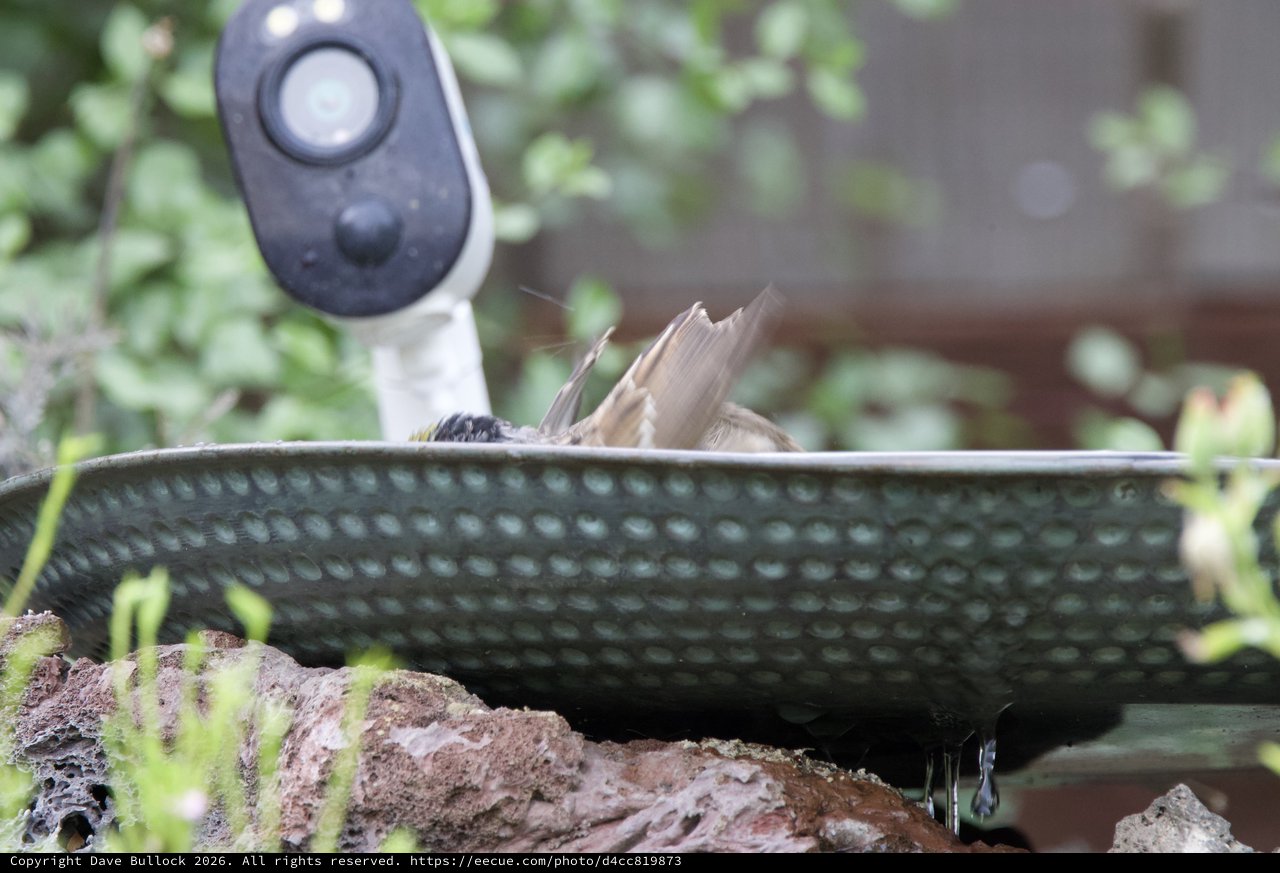 Bird Bathing in Garden Bird Bath with Camera