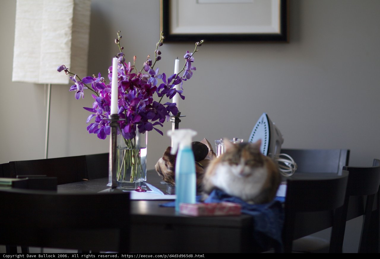 Feline Ikebana