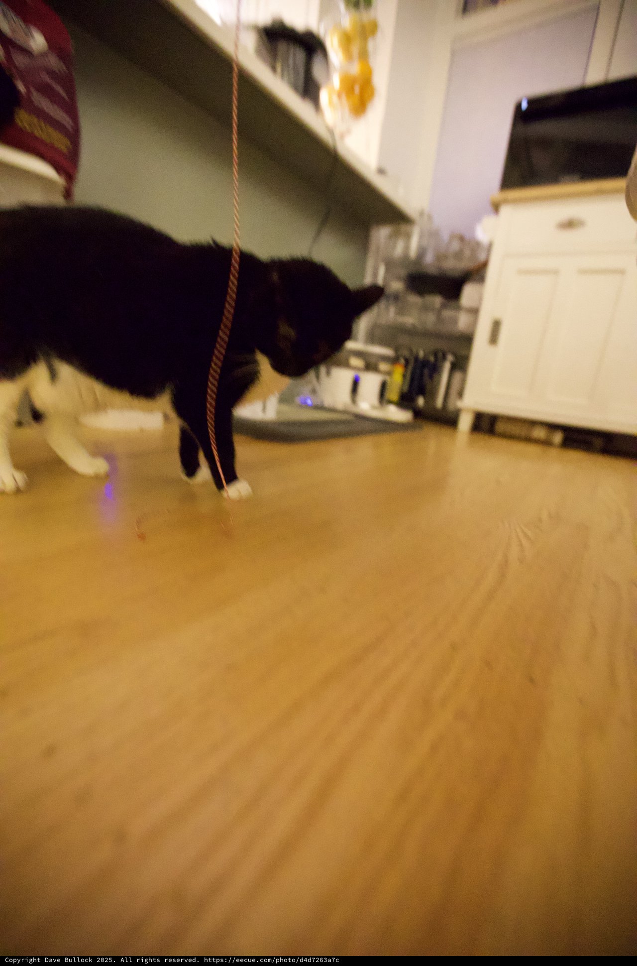 Black Cat Playfully Chasing Rope Toy in Kitchen