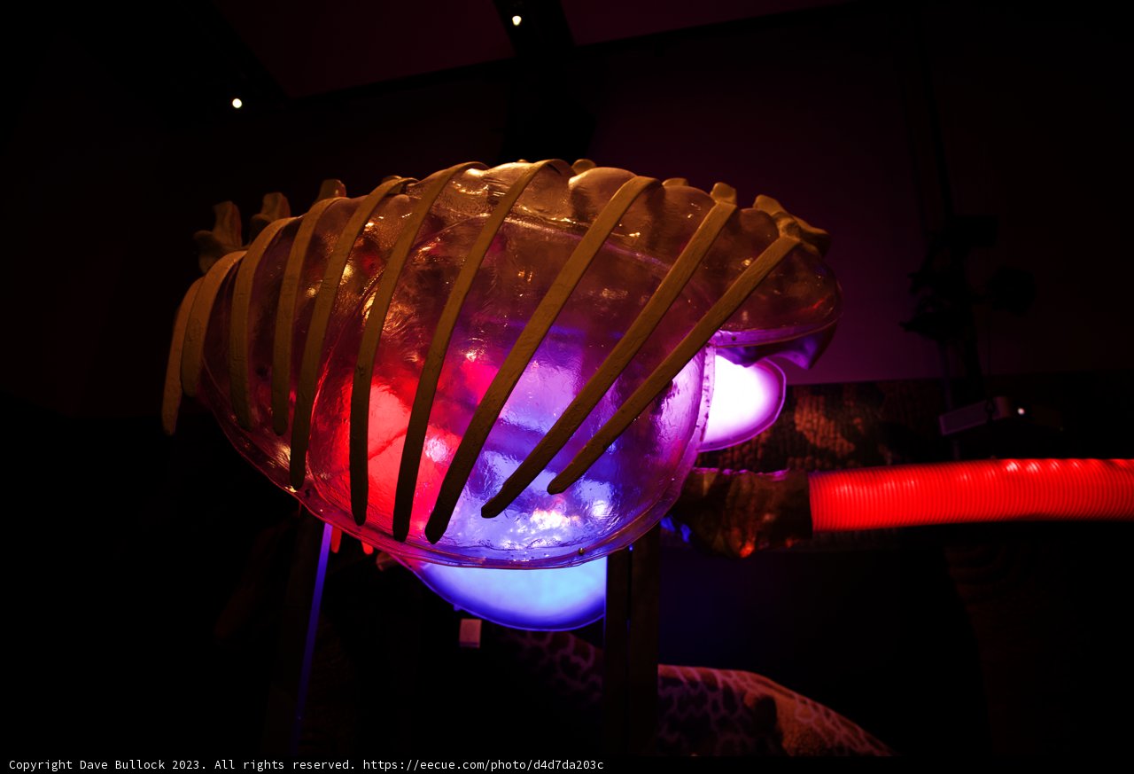 Illuminated Elegance at the California Academy of Sciences