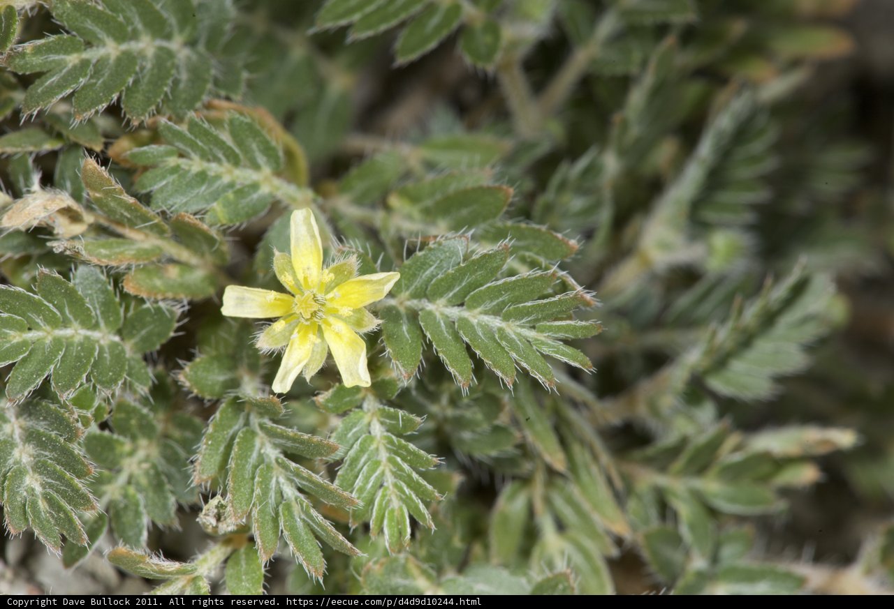 Yellow Geranium Flower