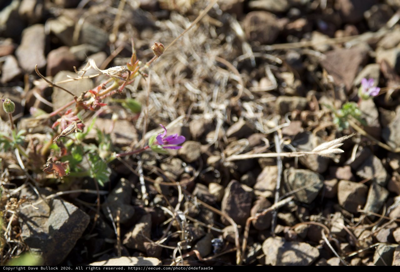 Resilient Wildflower Blooms Among Rocky Desert Terrain