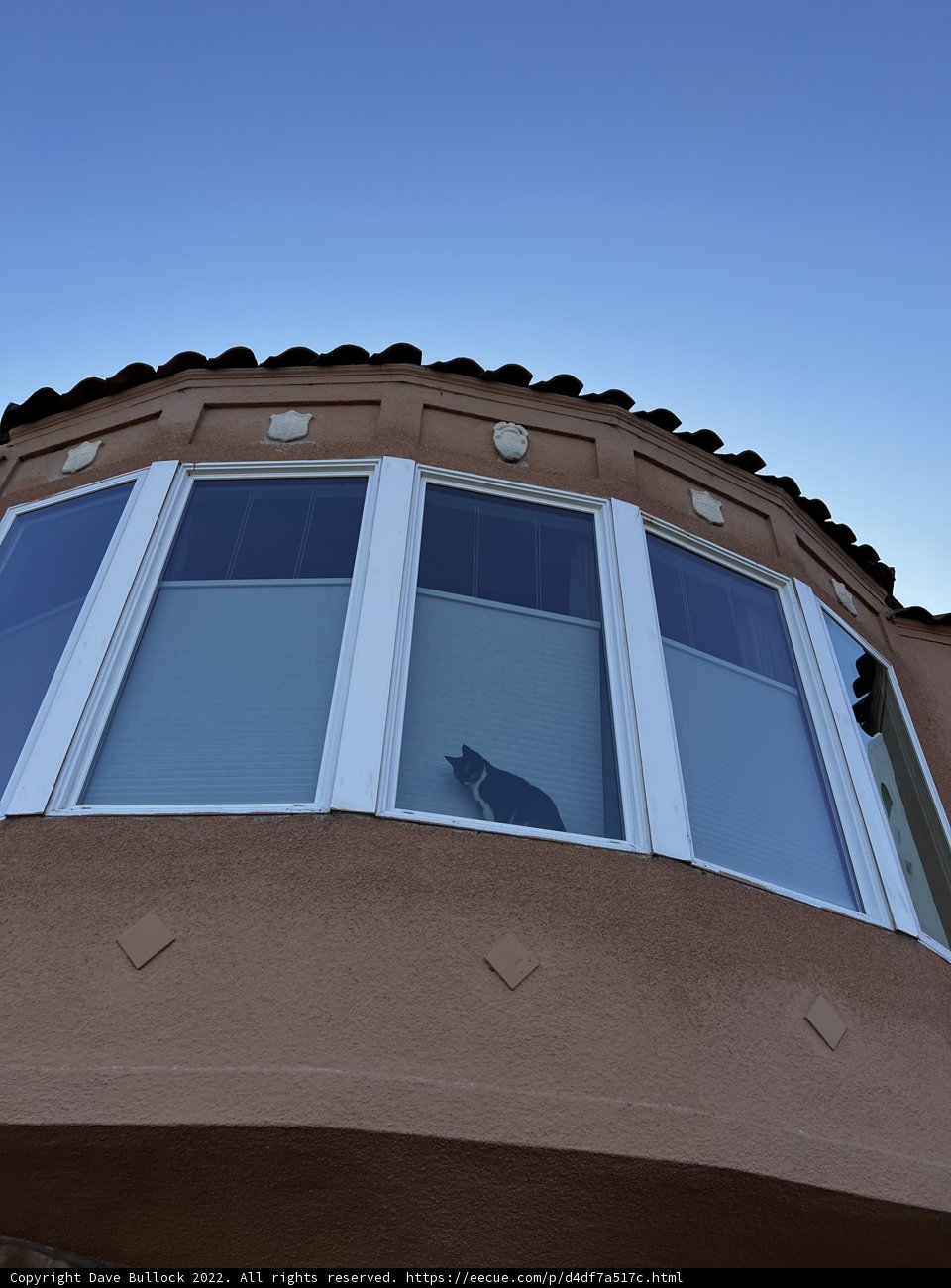 Feline Sightseer