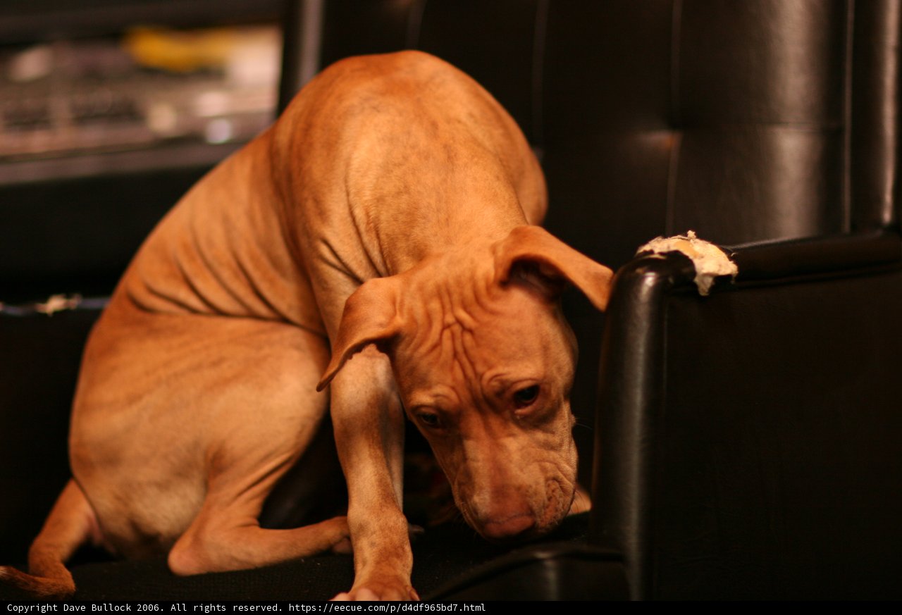 The Regal Pooch on the Armchair