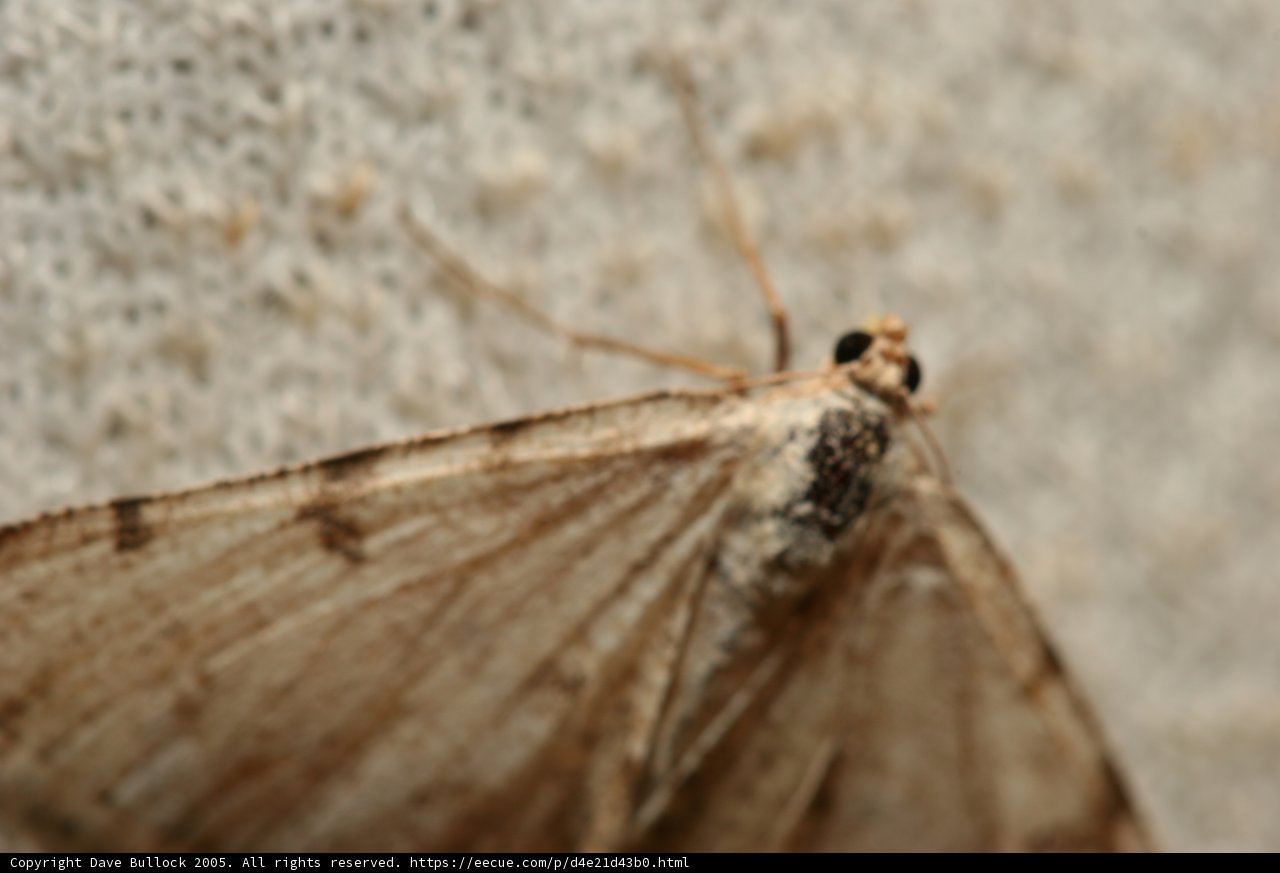 A Spotted Moth