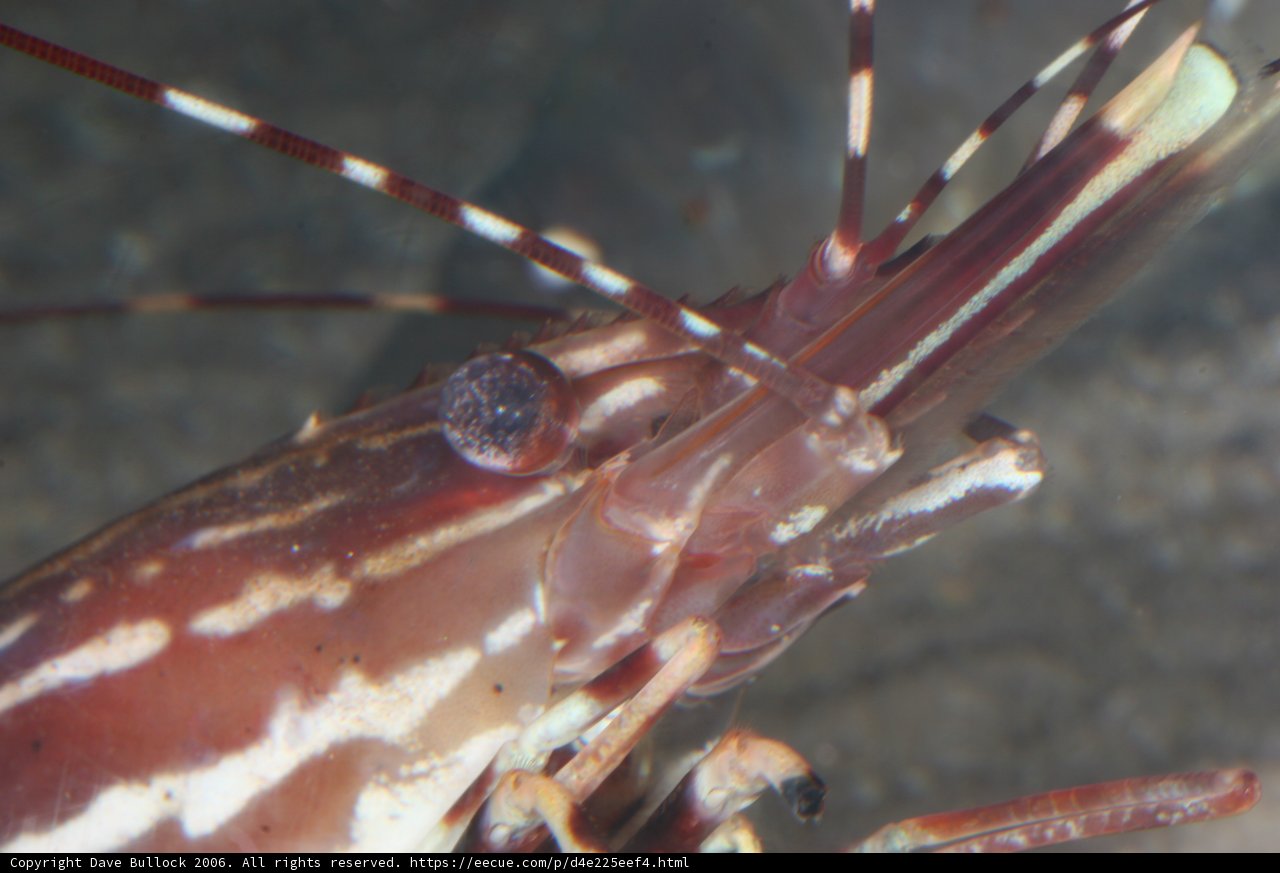 Delicate Delectable Shrimp