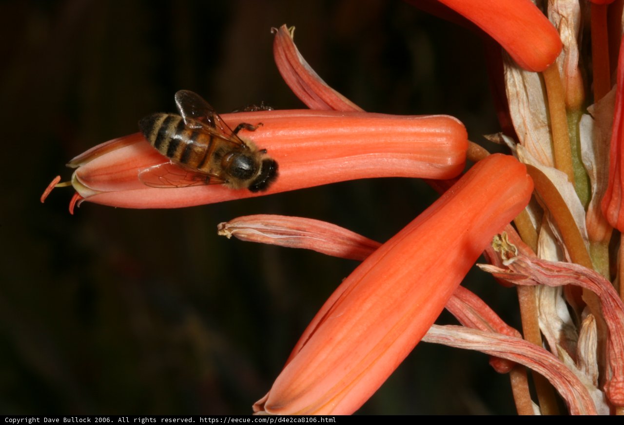 Honey Bee on Red Flower