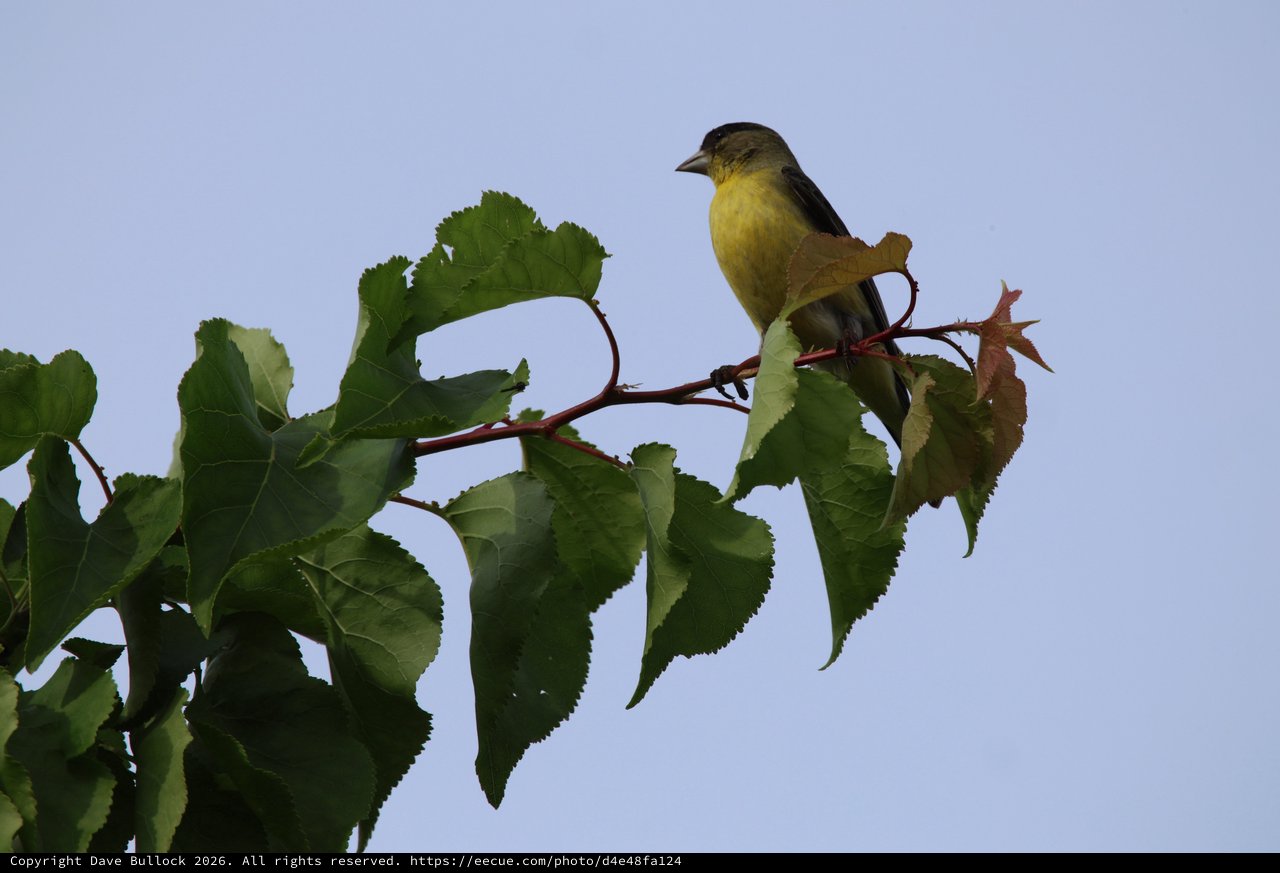 Yellow-Breasted Bird Perched on Mulberry Branch
