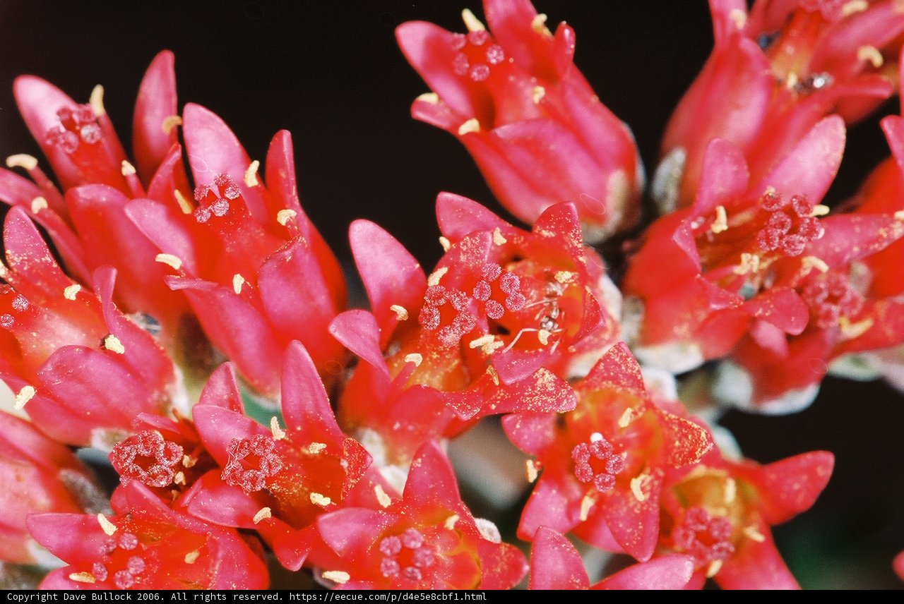 Burst of Red Blooms