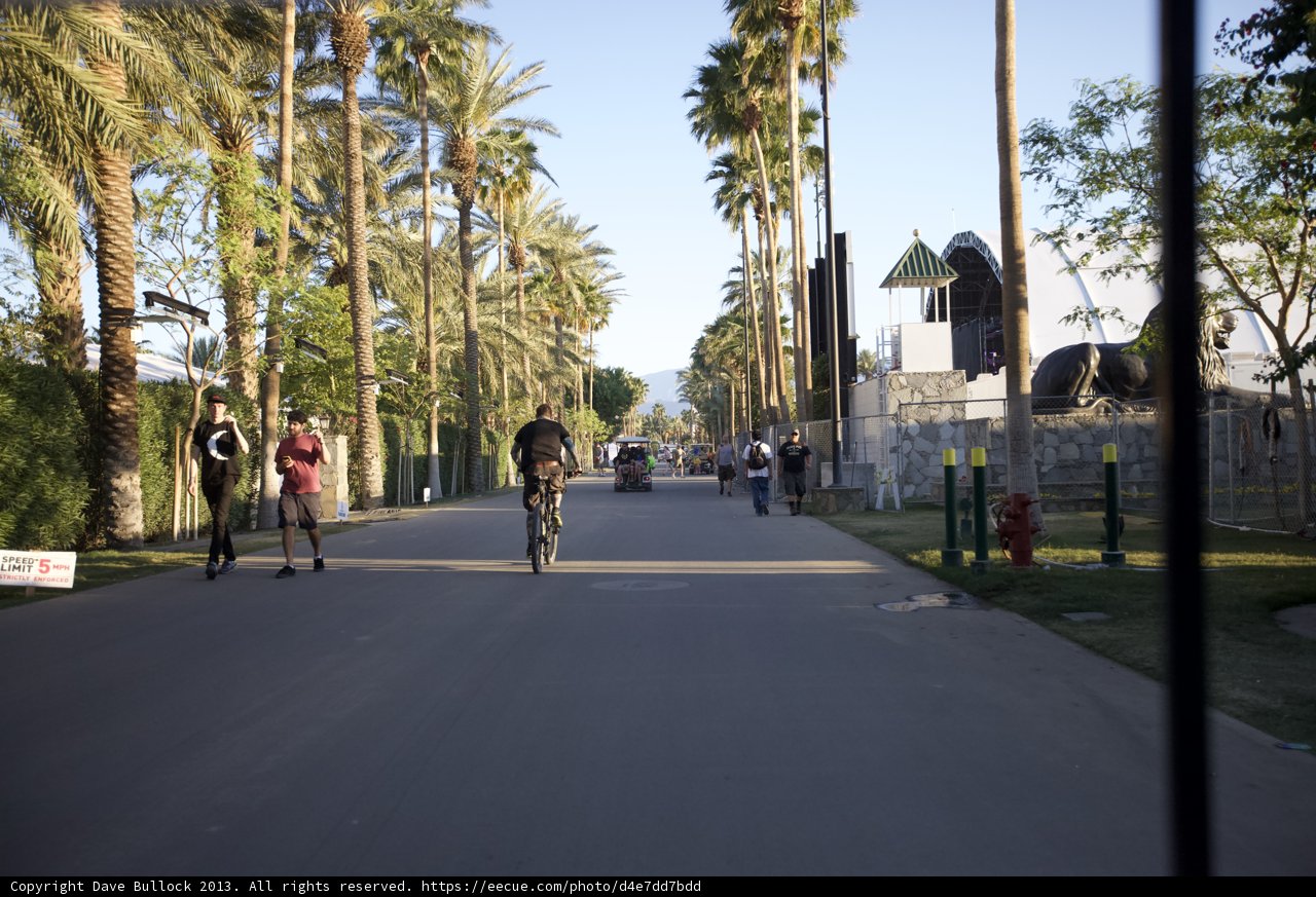 Biking Along a Palm Tree Lined Road to Coachella