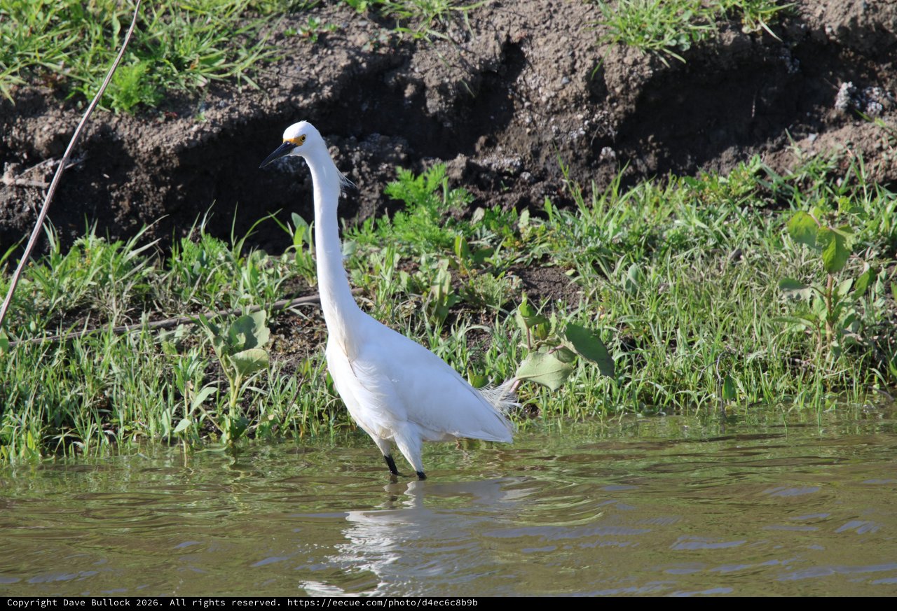 Snowy Egret Wading in Shallow Wetland Waters