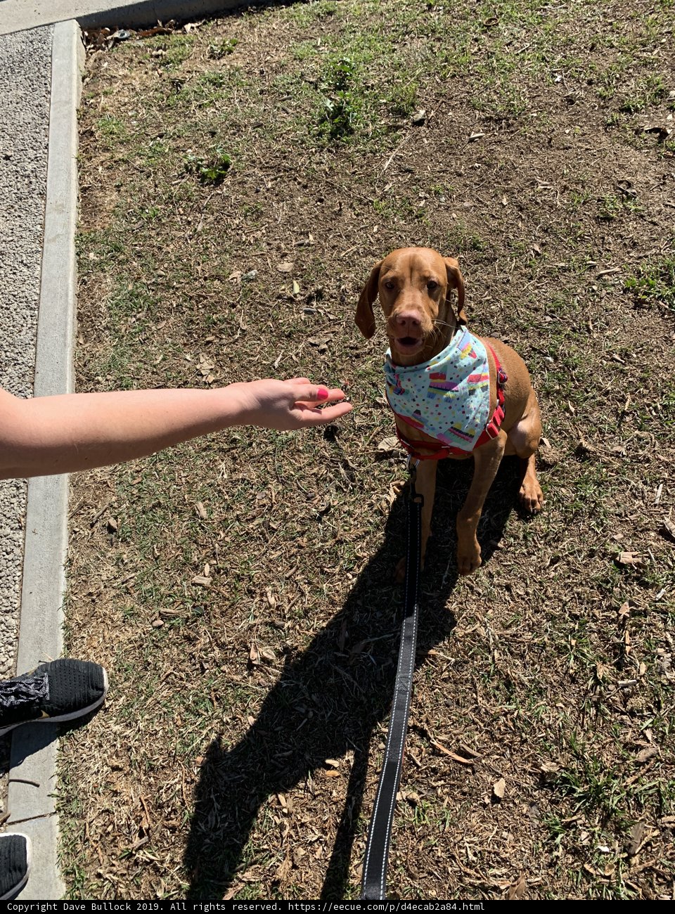 Stylish Pup on a Leash