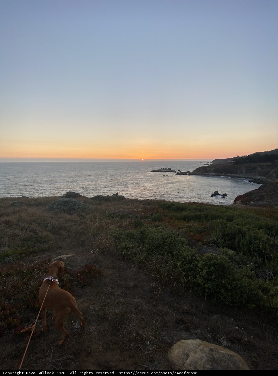 Canine Gaze over Sunlit Ocean