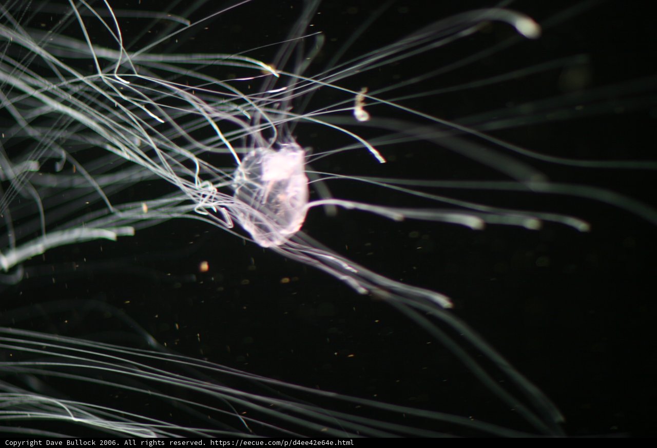 Majestic Jellyfish