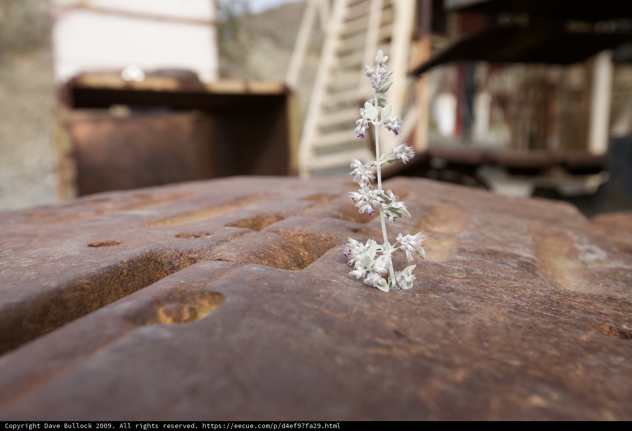 Rustic Plant Life