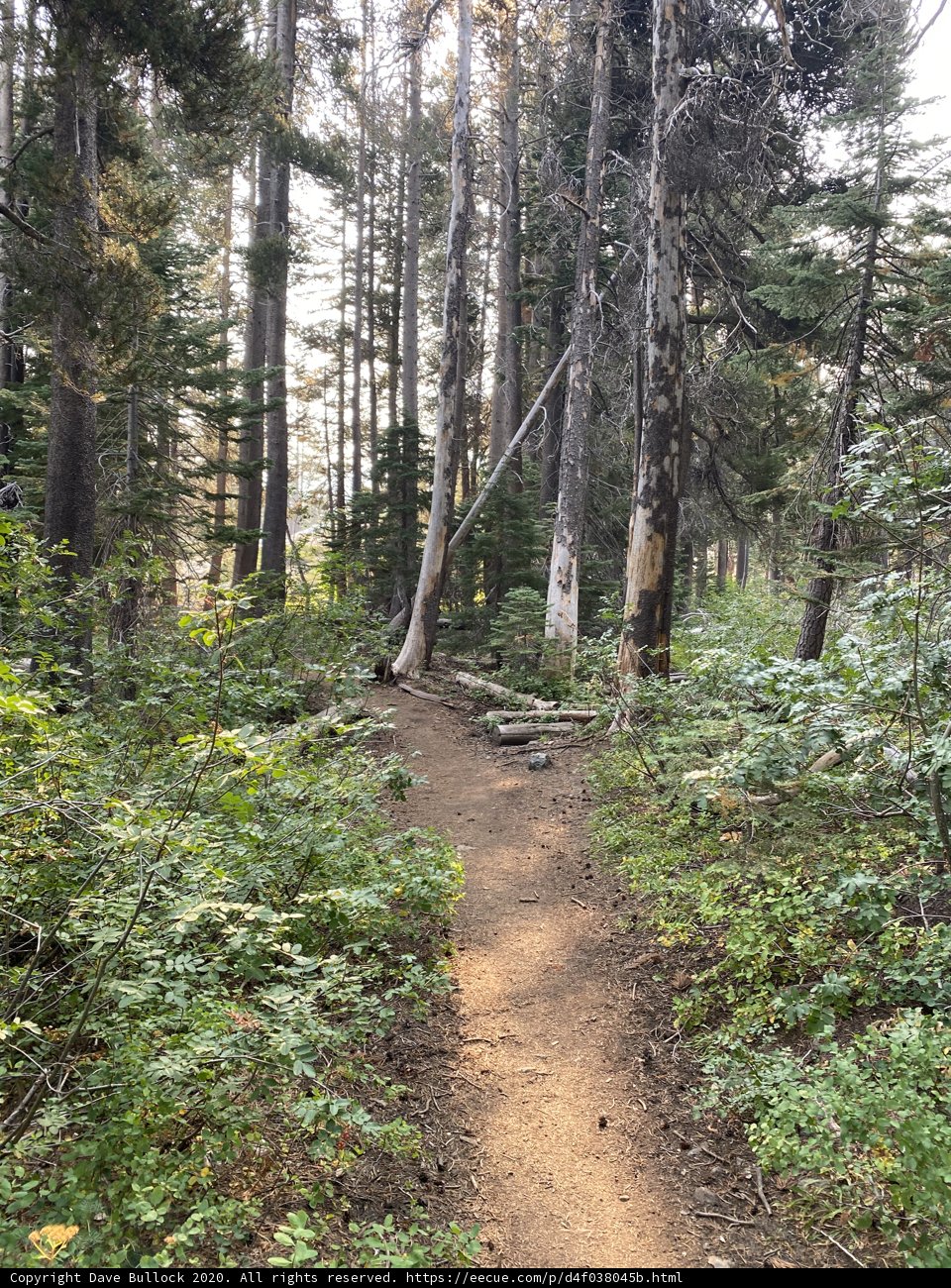 Trail Through the Woodland