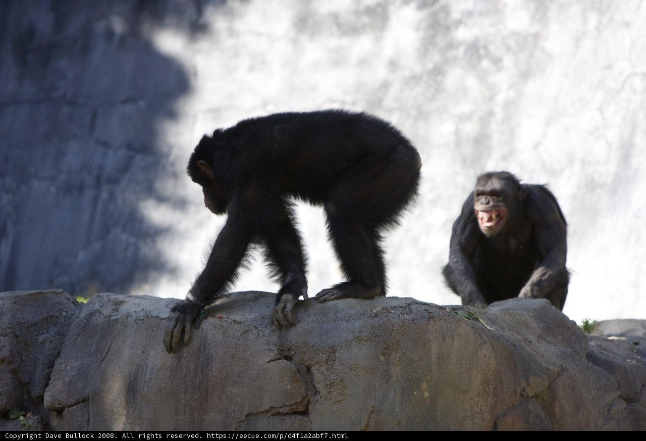Chimps on the Rocks