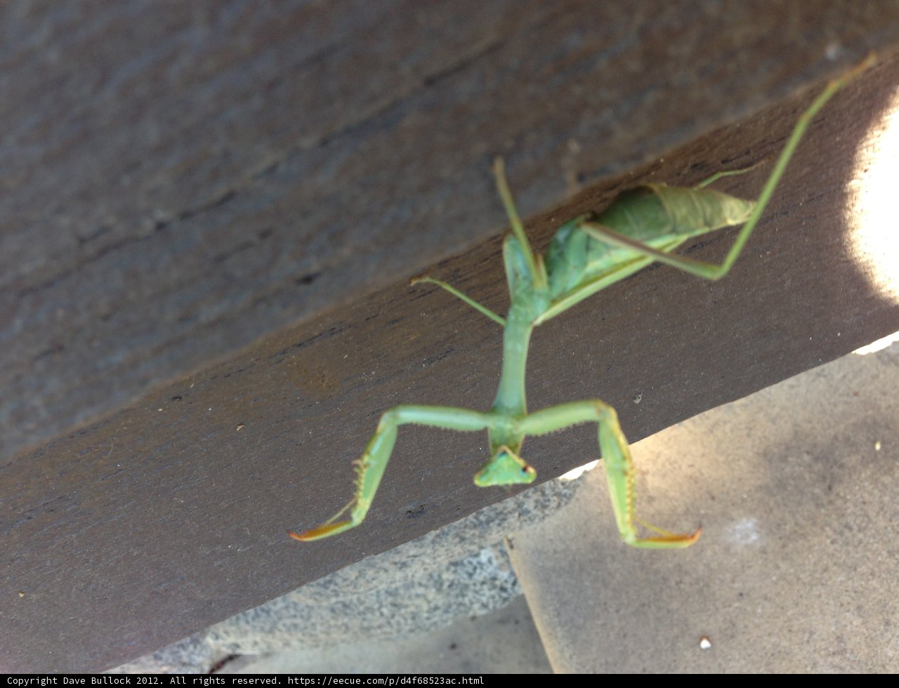 Praying Mantis on Wooden Surface
