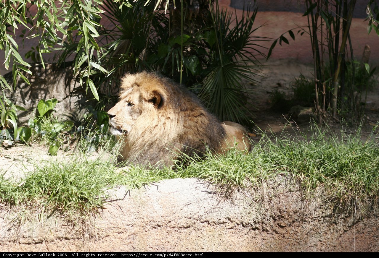 The Regal King of the Grasslands