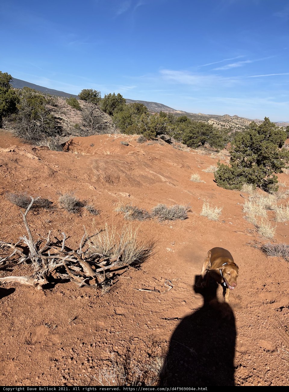 A Canine's Walk in the Wilderness