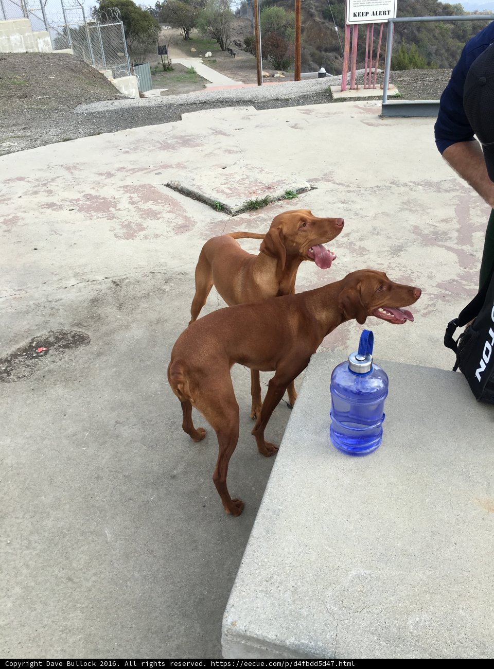 Two Canine Companions on a Walk