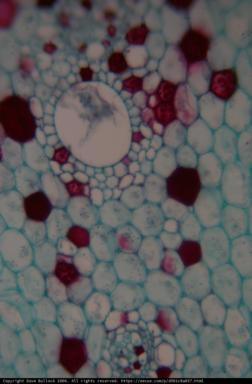 Close-Up of a Plant Cell with Red and White Dots