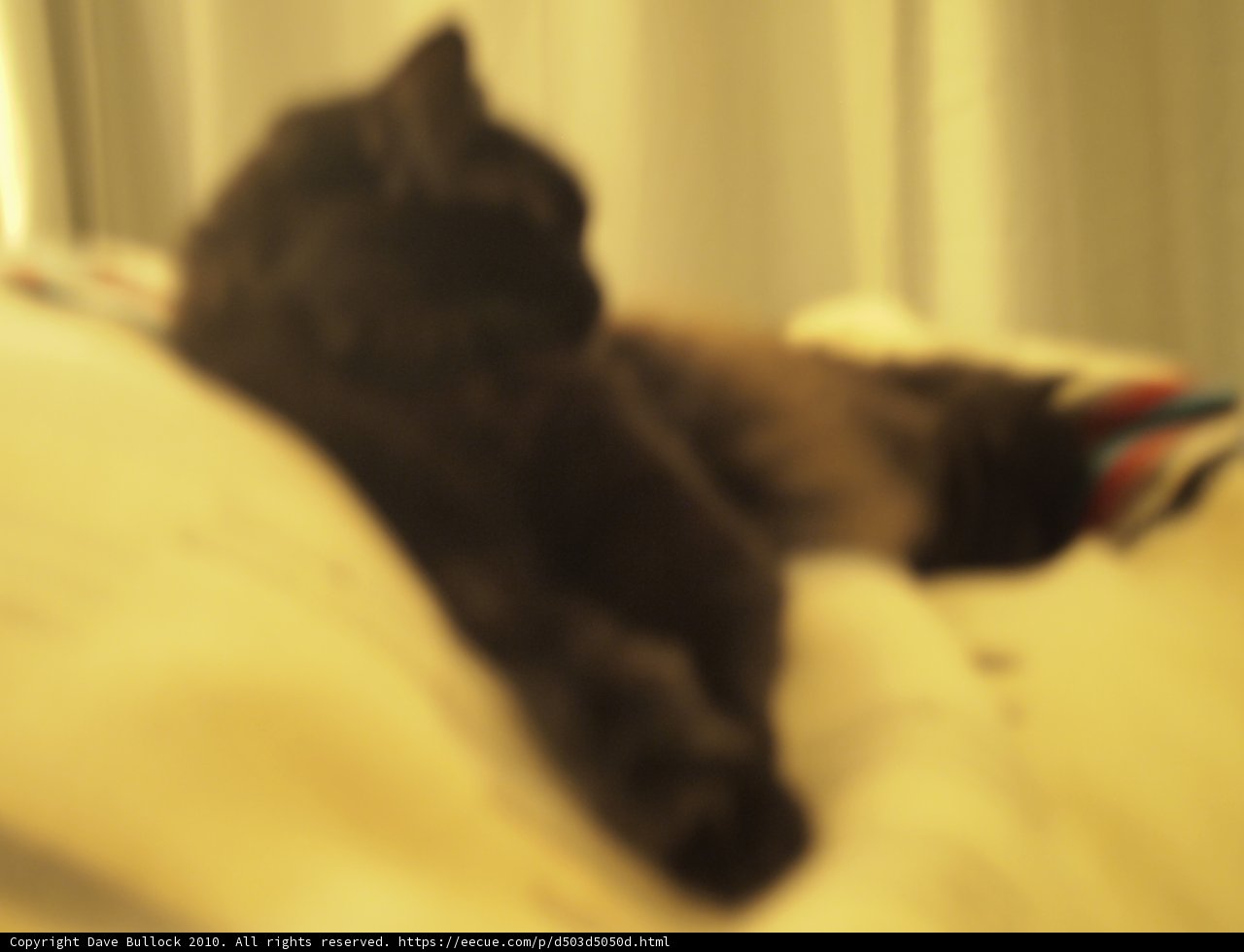 Sleepy Feline in Repose