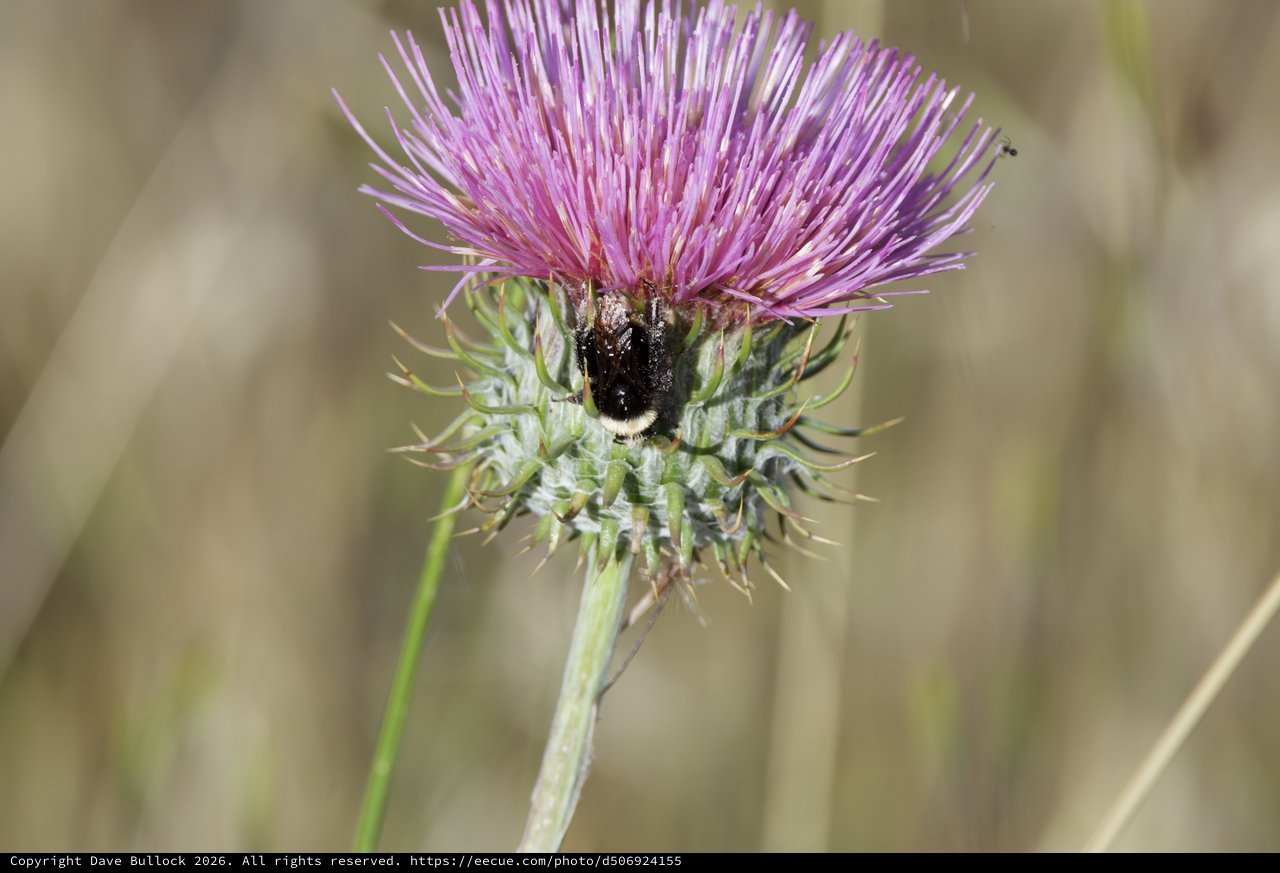 Bumblebee Foraging on Purple Thistle Bloom