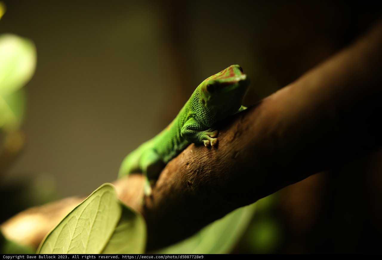 A Vibrant Green Visitor at the California Academy of Sciences