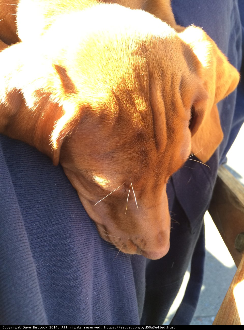 Resting with my loyal friend