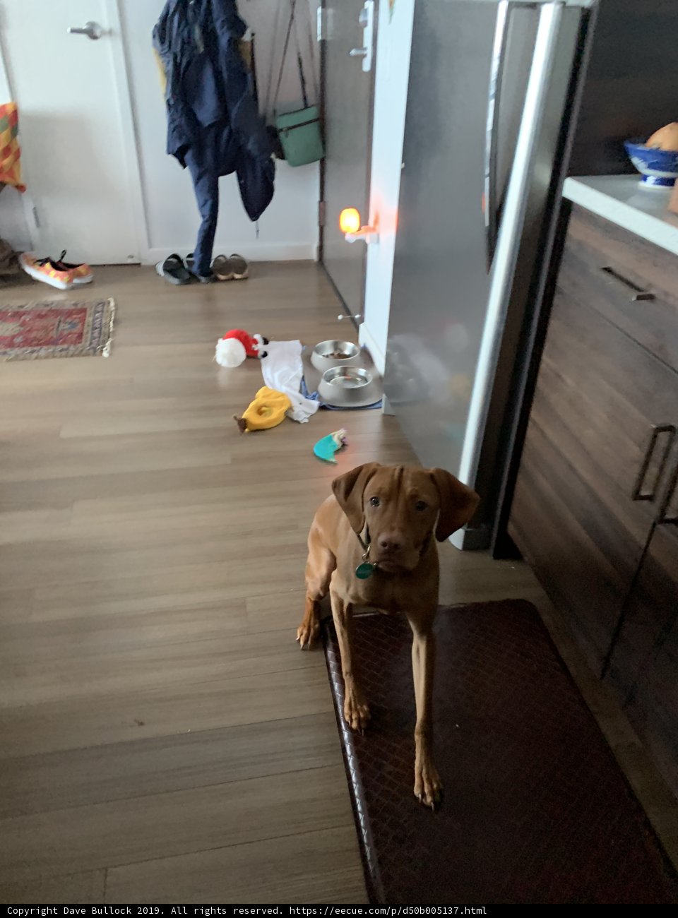 Man's Best Friend in the Kitchen
