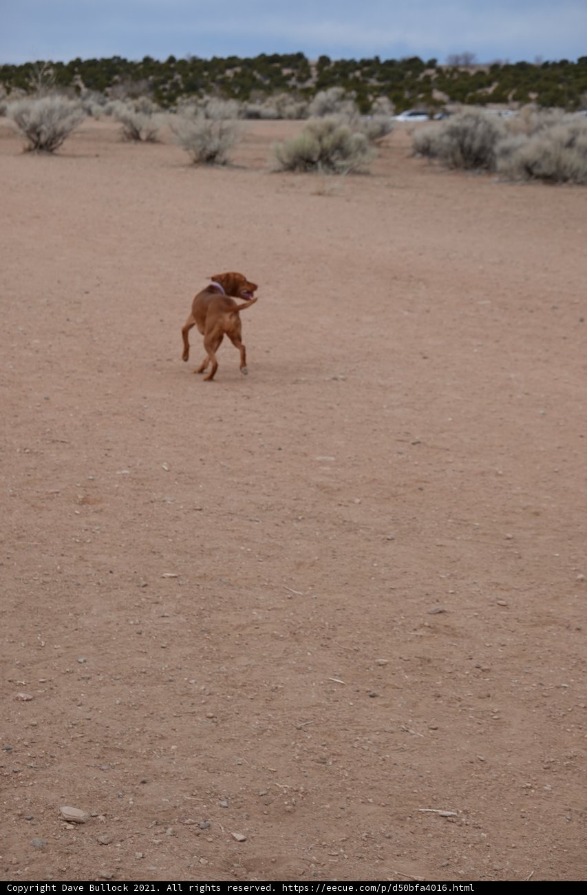 Desert Dog Fun