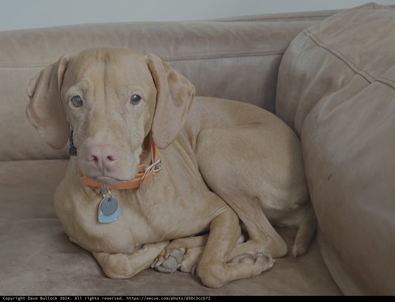 Gentle Weimaraner Resting Peacefully on Beige Couch
