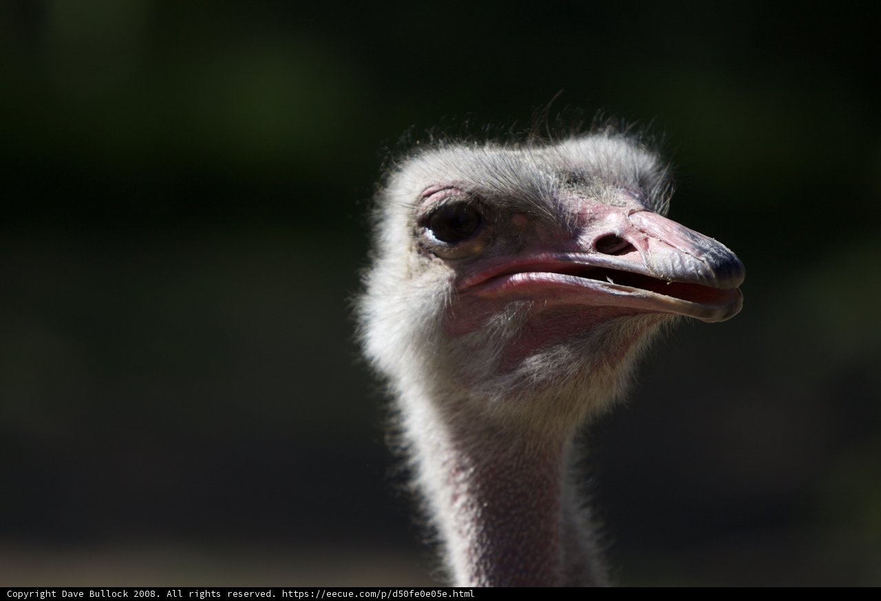 Inquisitive Ostrich