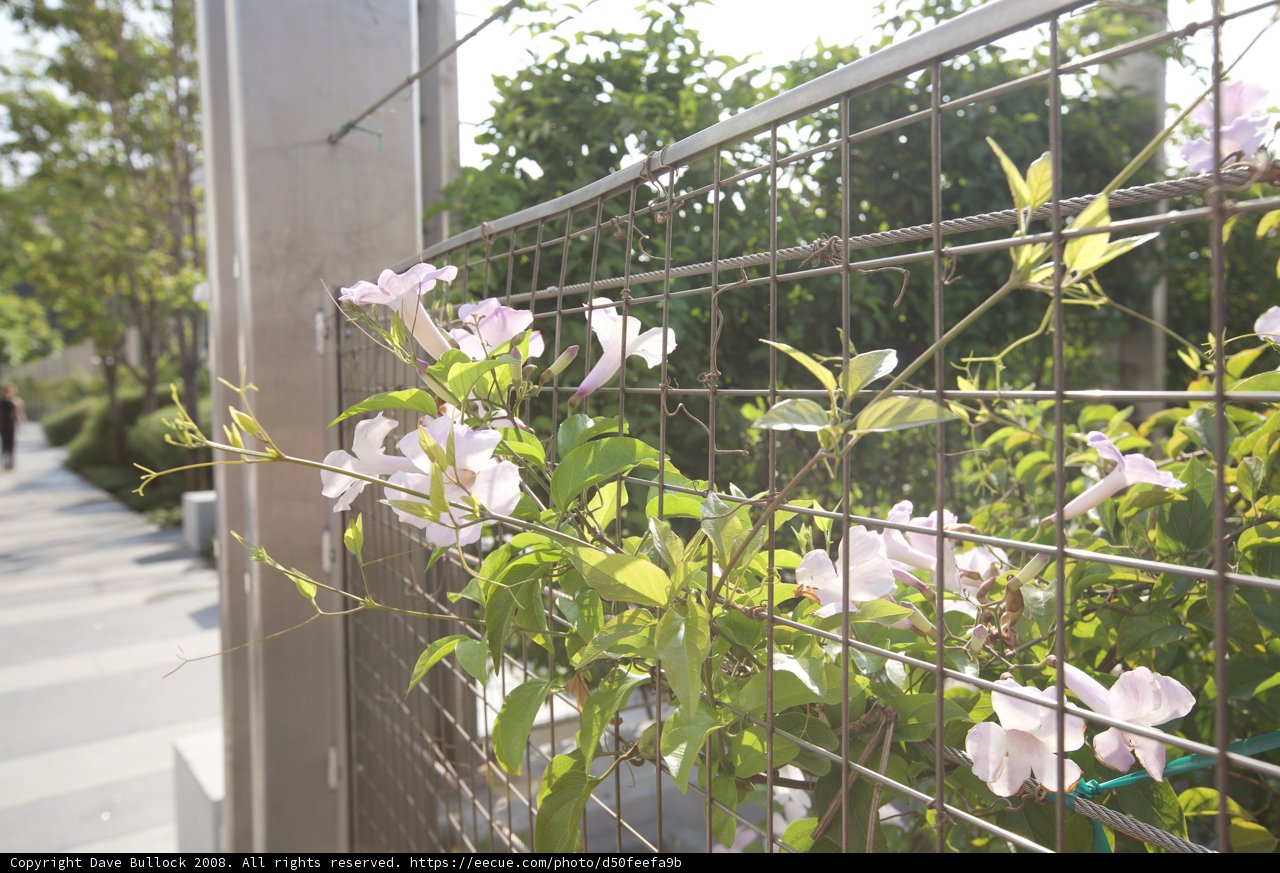 Garden Arbour with Blooming Geraniums