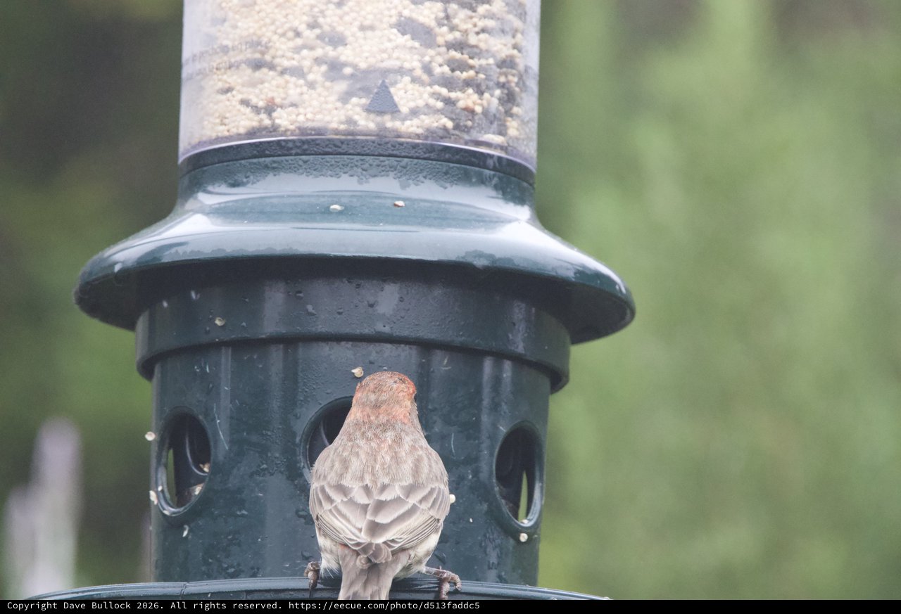 House Finch Perched at Backyard Bird Feeder