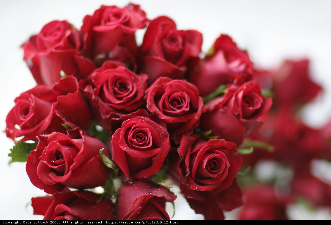 A Stunning Display of 14 Red Roses