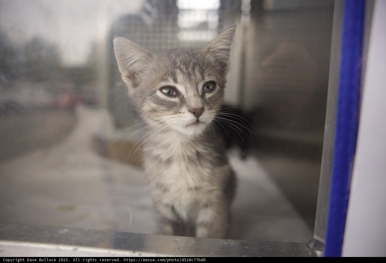 Hello Kitty!